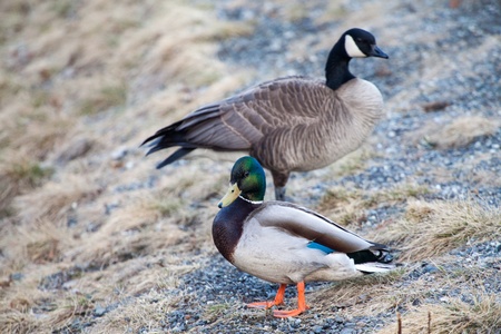 A mallard duck and Canada goose are sitting as a pairの写真素材