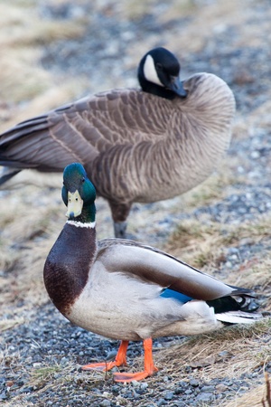 Mallard duck and Canada goose look towards photographerの写真素材