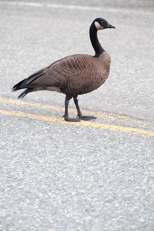 A Canada goose walks in the middle of the roadの写真素材