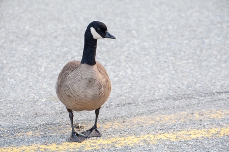 A Canada goose walks in the middle of the roadの写真素材