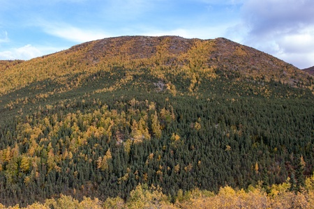Spruce and birch trees intermingled on hillsideの写真素材