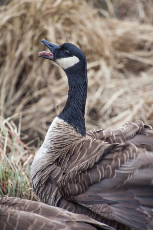 A canadian goose honks loudly at people passing by.の写真素材