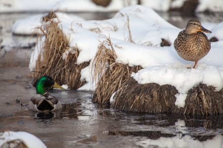 A male mallard watches over a female mallard as she rests in the snow.の写真素材