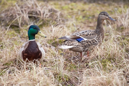 A male and female mallard stand in a wetlandの写真素材