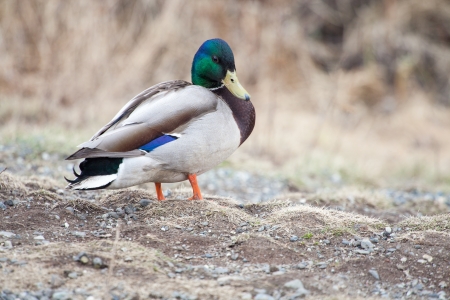 A male mallard rests on side of a lakeの写真素材