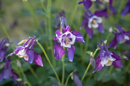 Purple columbine flower in full summer bloomの写真素材