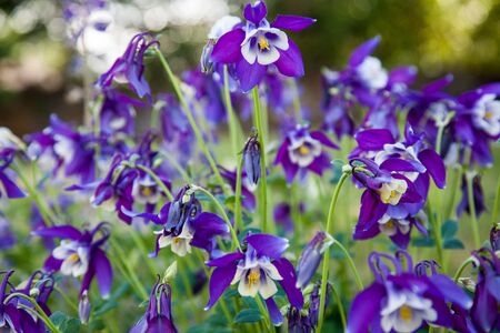 Purple columbine flower in full summer bloomの写真素材