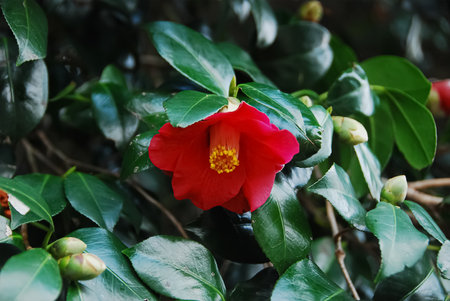 Red camellia flower with green leaves in the botanical gardenの写真素材