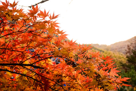 Maple leaves in autumn at kyoto, japan.の写真素材