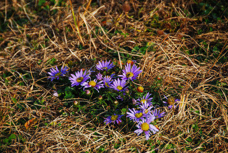 Purple daisies on a meadow in the autumn.の写真素材