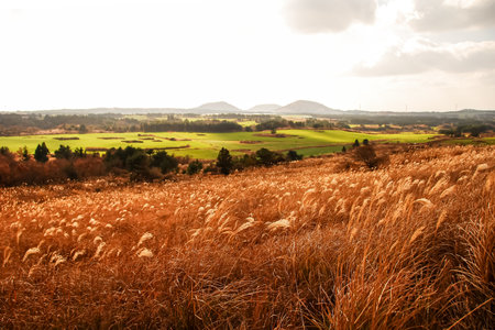 Autumn landscape with grasses and mountains in the background at sunsetの写真素材
