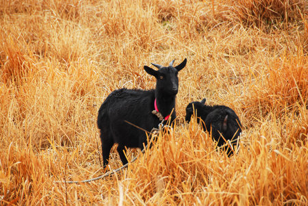 Black goat on the field in autumn season. Close-up.の写真素材