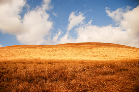 Autumn landscape on the hillside with golden grass and blue skyの写真素材