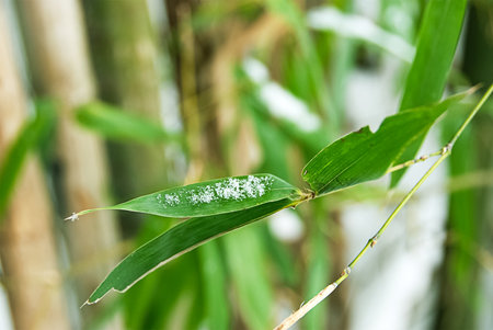 Close up of sugar crystals on bamboo leaves in the rainforest.の写真素材