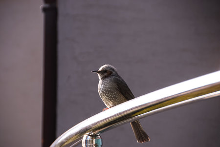 a small bird in the barn of an apartment buildingの写真素材