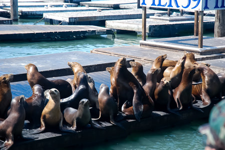 Sea lions on a pier in San Francisco, California, USA.の写真素材