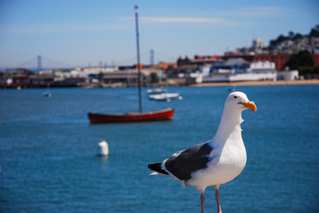 Seagull on the background of the sea and the city.の写真素材