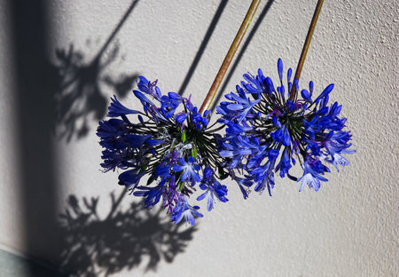 Blue cornflowers on a white wall with shadow in sunlight.の写真素材