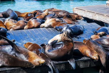 Group of sea lions on a Pierの写真素材