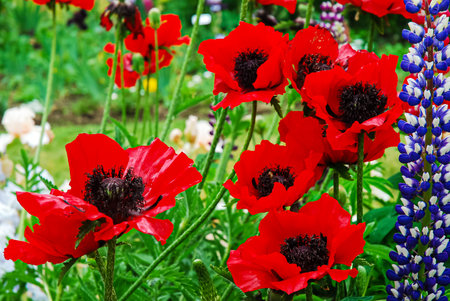 Red poppies in the garden. Spring flowers. Floral backgroundの写真素材