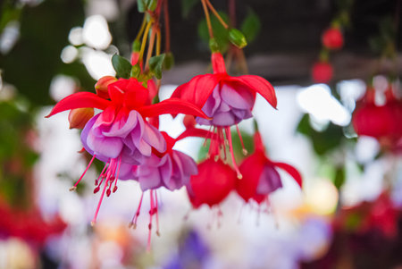 Fuchsia flowers in a vase hanging in the garden.の写真素材