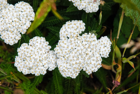 White flowers of Achillea millefolium in the gardenの写真素材