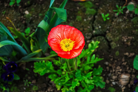 Poppy flower in the garden with green grass background, selective focusの写真素材