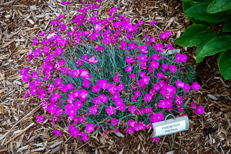 Flowerbed with pink dianthus caryophyllus.の写真素材
