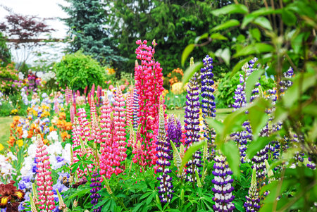 Colorful lupins flowers blooming in the summer garden.の写真素材