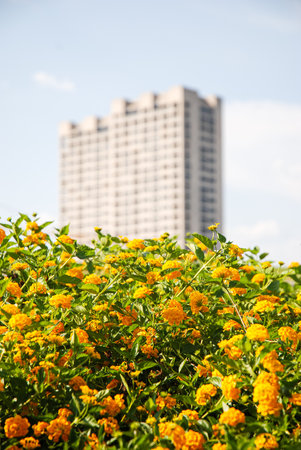 Yellow flowers and apartment building in the background. Shallow depth of field.