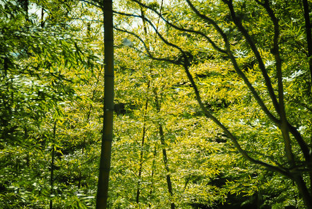 Bamboo forest in the morning light. Bamboo forest background.の写真素材
