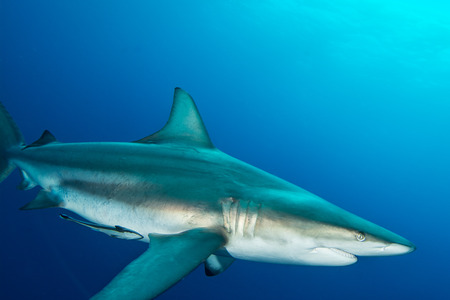 Giant Blacktip swimming in deep blue waterの写真素材
