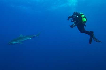 Giant tiger shark swims in the deep blue waterの写真素材