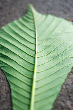 Green leaf fallen to the ground (shallow DOF)の写真素材