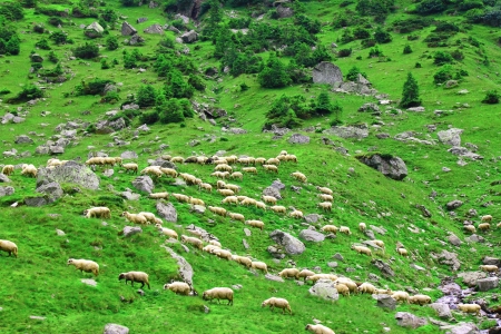 Flock of sheep in the mountains