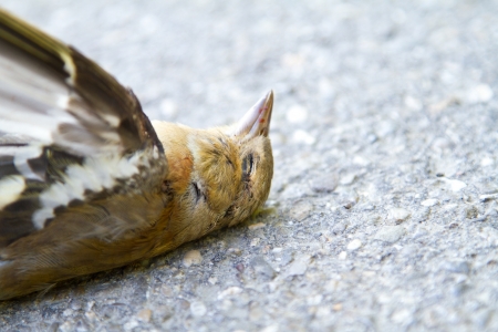 Dead swallow on the side of the road