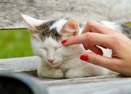 Cat sleeping on a bench in the parkの写真素材