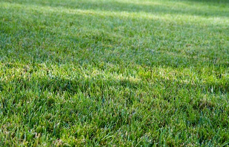 Photo of a freshly mowed lawnの写真素材