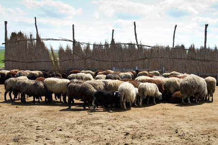 Sheep at the farmの写真素材