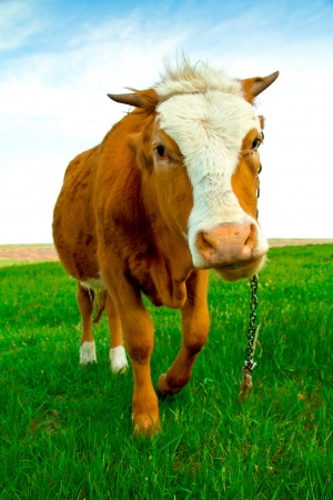 Calf feeding in the countrysideの写真素材