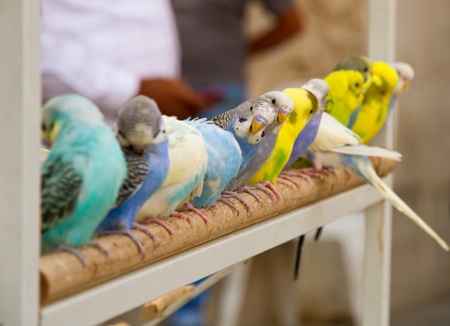 Colorful little parrots at the pet marketの写真素材