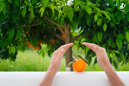 Hands saving orange fruit on background of orange treeの写真素材