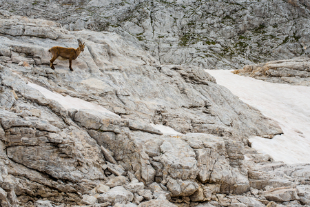 Male Ibex above the rock wall, Triglav National Park - Julian Alps, Sloveniaの写真素材