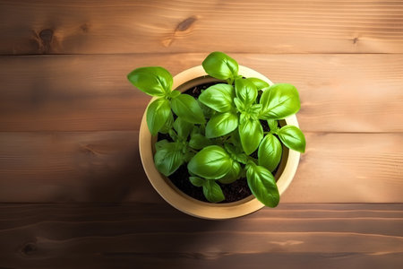 Basil plant in a pot on wooden background. Top view.の素材