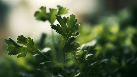 Parsley leaves close-up. Shallow depth of field.の素材