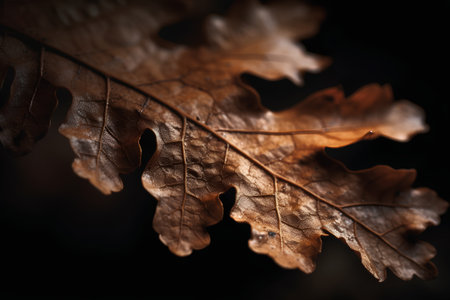Autumn oak leaves on a dark background. Shallow depth of field.の素材