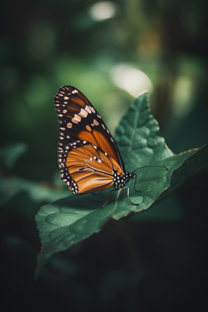 Butterfly on the leaf in the forest. Selective focus.の素材