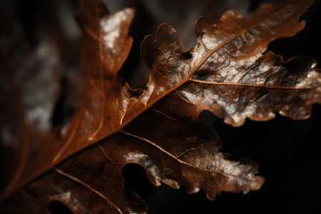 Close up of brown oak leaves on black background, shallow depth of fieldの素材