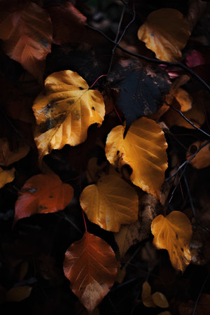 Colorful autumn leaves on a dark background. Selective focus.の素材