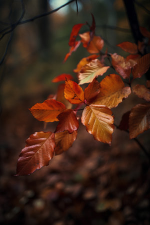 Autumnal colored leaves in the forest, selective focus, shallow DOFの素材